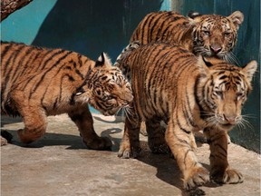 Bengal tiger cubs play at the zoo in Havana, Cuba, October 27, 2021.