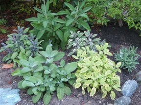 Herbs are available in many varieties and plant sizes.