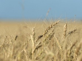 Swaths of the Canadian Prairies are under severe-to-extreme drought and exports of durum are expected to fall 46 per cent in 2021 due to the short supply.