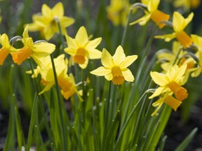 Planting bulbs in two or three layers makes best use of garden space.