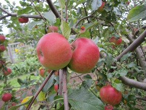 The two main pests that feed on apples are coddling moth and apple maggot.