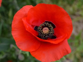 Papaver rhoeas is the poppy in John McRae's poem "In Flanders Field."