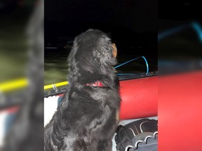 A service dog is pictured riding in a rescue boat after being pulled from its kennel inside a home during the flood in Abbotsford's Sumas Prairie. Its owner had been evacuated while away from home and the pair were later reunited.