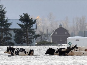 Metro vancouver storm 2021. Cows are left stranded near a barn shortly before their rescue, due to widespread flooding in Abbotsford, British Columbia.