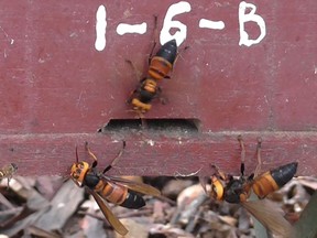 Giant 'murder' hornets attack a honey bee hive in Vietnam