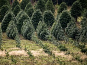 Christmas trees at different stages of growth at a tree farm in Sahtlam, B.C. on Nov. 10, 2021.