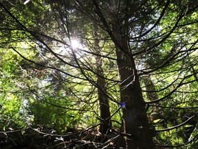 Pacific Spirit Park.