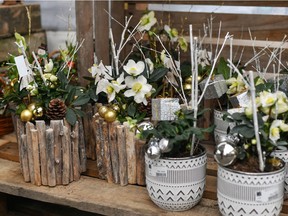 Many holiday-themed variety baskets contain a mix of tropical foliage and flowering plants.