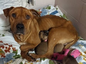 The BC SPCA is asking for donations to help a two-year-old abandoned dog named Celeste and her five puppies. Photo credit: BC SPCA