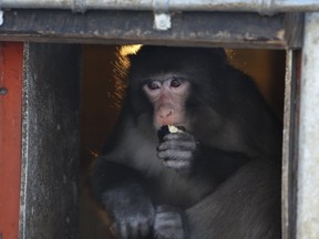 Darwin the "Ikea monkey" enjoys his second anniversary at the Story Book Farm Primate Sanctuary in Sunderland on Friday, Dec. 12, 2014.