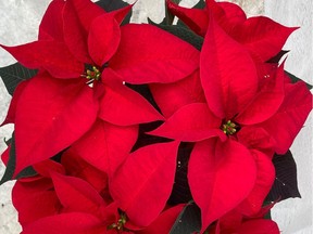 Even in a warm coastal microclimate here, poinsettias are not hardy.