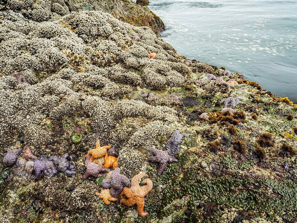 It’s estimated that over one billion coastal animals — from mussels to sea stars — died from B.C.’s summer heat wave, says Amy Lubik.