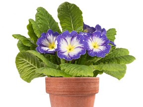 For gardeners, primrose plants are an advance taste of the new growing season.