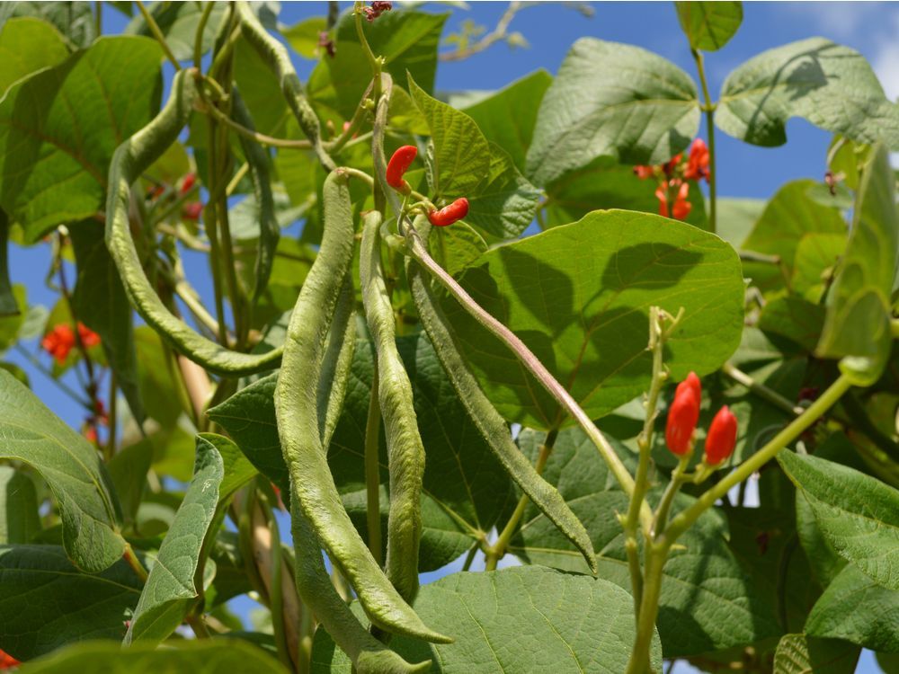 Sow scarlet runner beans early in the season