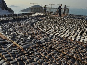 File photo: In this photo taken on January 2, 2013 shark fins drying in the sun cover the roof of a factory building in Hong Kong.