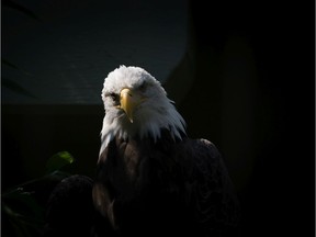 The bald eagle is the national bird and animal of the US.