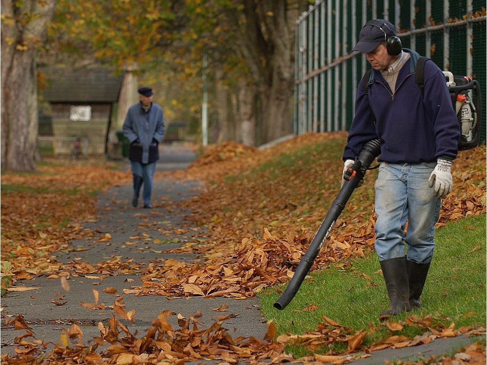 A parks board worker uses a leaf blower in Stanley Park.