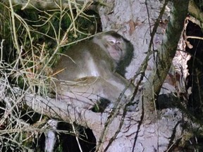 One hundred monkeys en route to a lab were involved in a crash over the weekend in Pennsylvania. Three escaped, but were later found and euthanized.
