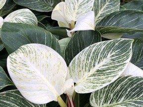 Philodendron birkin, with its pure white new growth, is stunning.