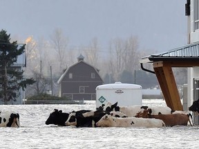 Cows stranded near Abbotsford shortly before their rescue.