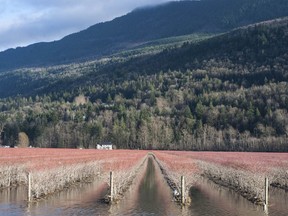Flood damage in the Sumas Prairie early last month. It is through water — too much and not enough — that we’re feeling the aches, pains and insecurity of a climate-changed world, say Oliver Brandes and Rosie Simms.