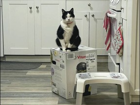 Max takes possession of the Vitamix box.