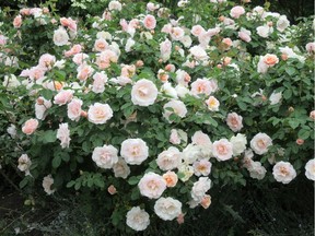 Helen Chesnut recommends choosing a period of dry, above-freezing weather for the pruning of Floribunda rose bushes.