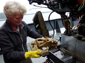 Verena Tunnicliffe takes a sea lion skull from the collection basket of a remotely operated submersible in Douglas Channel near Hartley Bay in 2016.