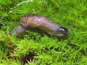 The endangered Haida Gwaii slug.