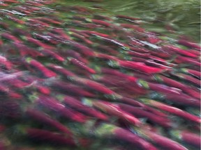 Genetic sampling indicated that about 650,000 sockeye from B.C. were caught by those fisheries last year, an estimate based on data from the northern panel’s technical committee, said Knox.