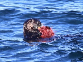 Without sea otters to eat them, sea urchins overgrazed kelp forests, creating a biodiversity collapse.