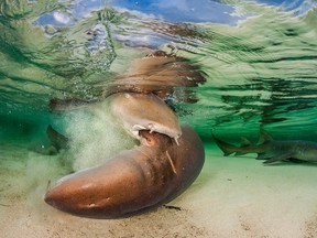 Nurse shark mate in the shallows of The Bahamas. Here a male bites the pectoral fin of the female and tries to pin her to the seabed for copulation while a second male waits for his turn in the background. Photo credit: Shane Gross