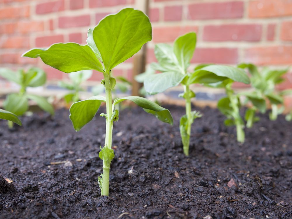 soil-conditions-determine-planting-times-driving