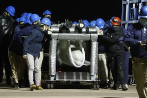 A beluga whale is rolled to its new habitat in a transport cart after arriving at Mystic Aquarium, Friday, May 14, 2021 in Mystic, Conn. The whale was among five imported to Mystic Aquarium from Marineland.