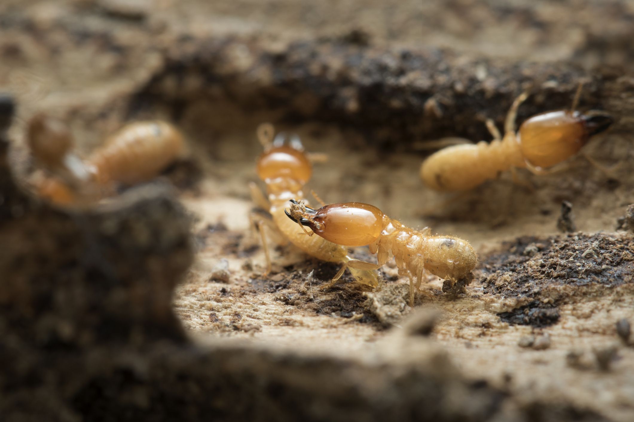 The unseen destroyer: Navigating termites in B.C. | The Province