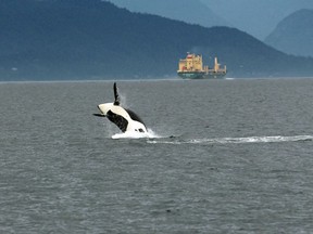 Ship scrubbers dump chemicals that have been linked to cancers and reproductive disorders in marine mammals, including the endangered Southern Resident killer whale.