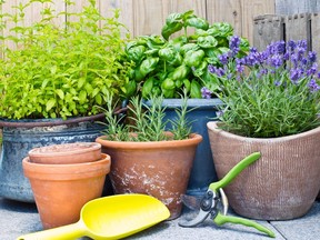 herb garden on the patio