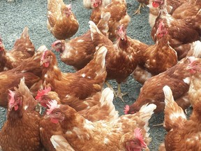A flock of poultry in a Kelowna backyard have tested positive for the highly pathogenic H5N1 influenza virus.