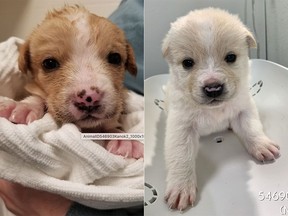 Some of the puppies surrendered to the South Peace region branch of the B.C. SPCA that will be available for adoption after they've had vet care and are spayed or neutered. (B.C. SPCA)