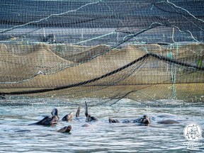 About two dozen sea lions broke into net pens at Cermaq Canada's fish farm northeast of Tofino, where they have been gobbling up farmed Atlantic salmon.