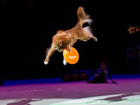 The SuperDogs presents Pawvengers superhero-themed dog agility performance is sure to be a hit at the 2022 PNE Fair running August 20 — Sept. 5.