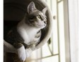 Strata corporations can adopt bylaws that limit or restrict the number of pets.