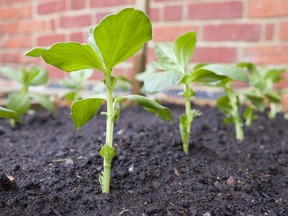 When treated as a living thing that needs feeding and care, garden soil can keep plants well nourished and optimally healthy.
