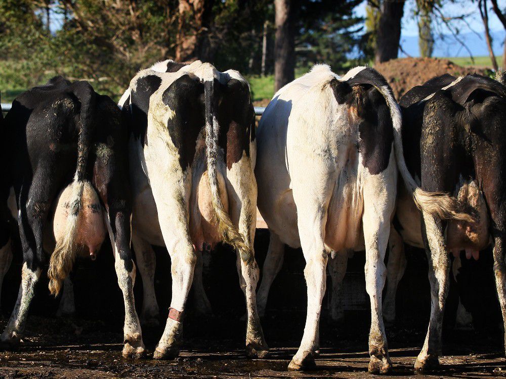 FIRST READING: New Zealand takes offence when ‘good friend’ Canada bars its dairy imports