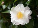 Helen Chesnut says that there are several possible causes for a lack of bloom on camellias.
