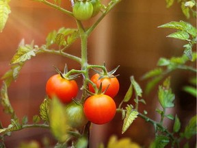 Monitor tomato varieties to see which ones perform best after extreme heat.