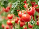 Garden expert Helen Chesnut offers advice on growing tomatoes.