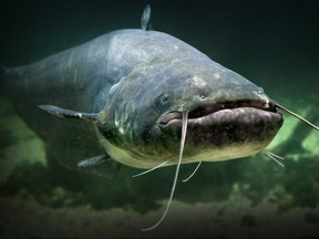 Underwater photo of a catfish