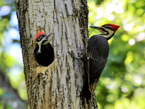 Pileated woodpeckers at their nest.