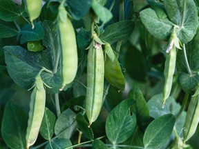 Snap pea pods are usually at their best at 10 cm or less in length.